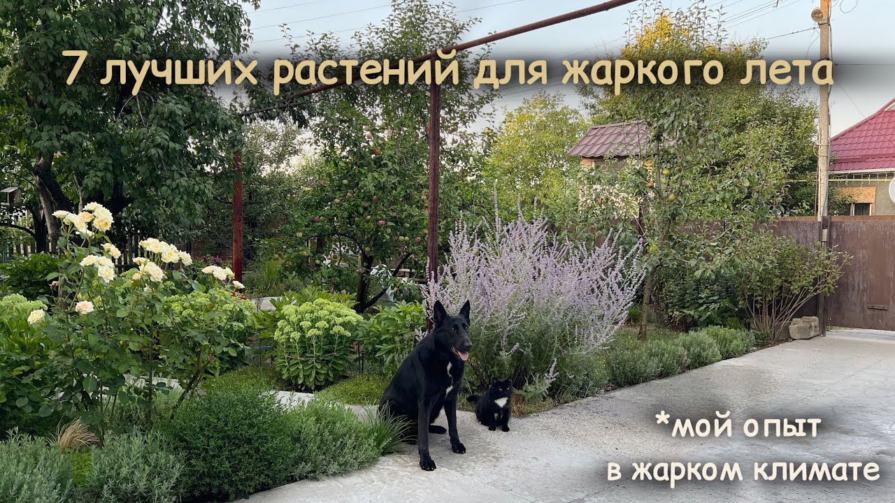 Цветы, которые не боятся солнца🌸Мой опыт выращивания в жарком климате🌸7 неприхотливых многолетников🌿