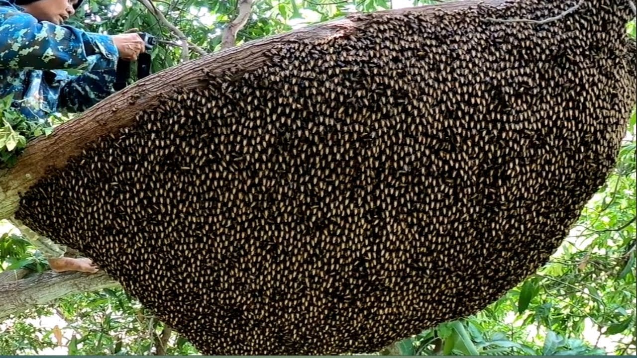 Beehive and Wild Bees paano mag harvest