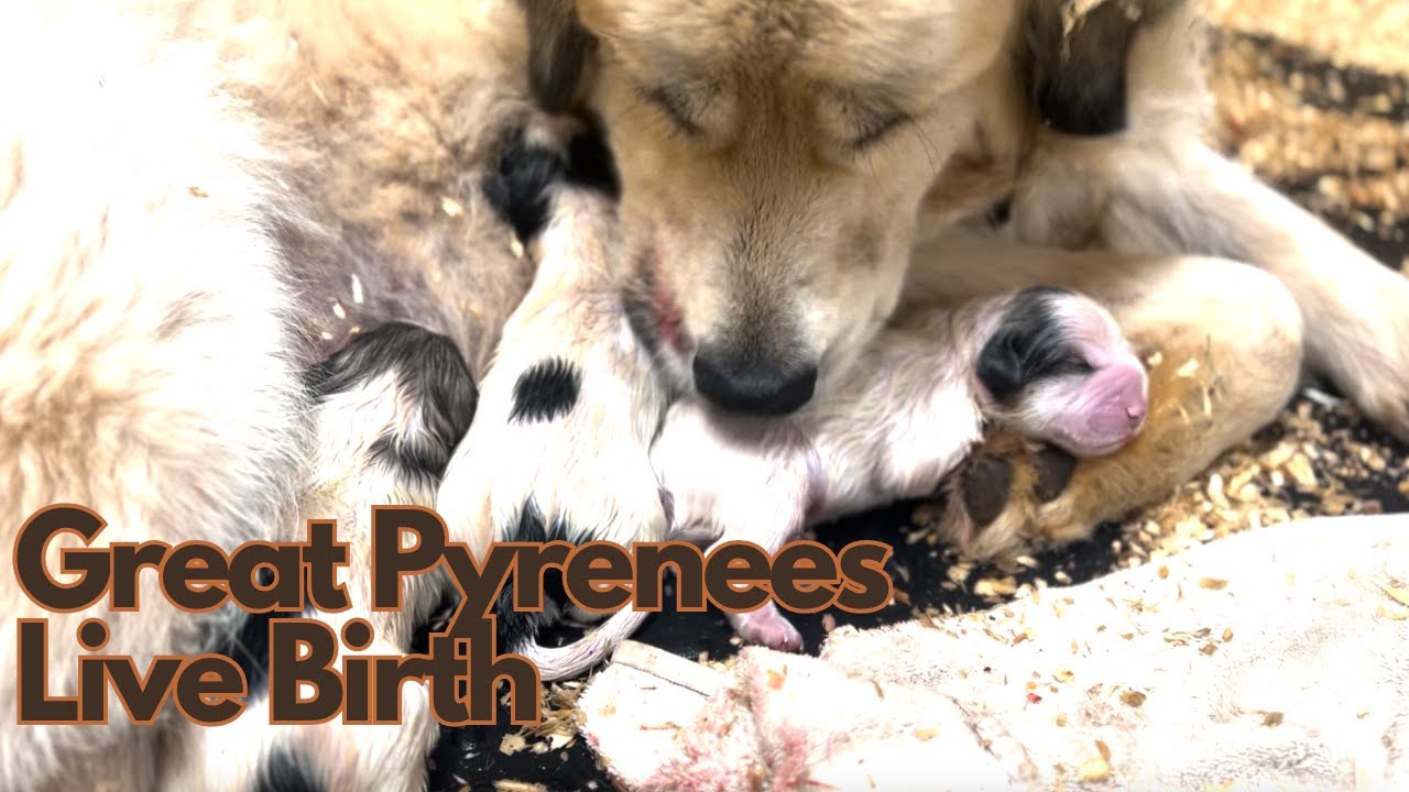 Ep28 : Great Pyrenees Birth | Livestock Guardian Dog Birth | 5 Puppies born