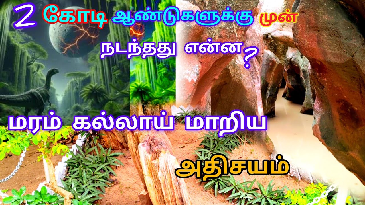fossil wood park கல் மரங்கள் சுமார் 2 கோடி ஆண்டுகள் திருவக்கரை