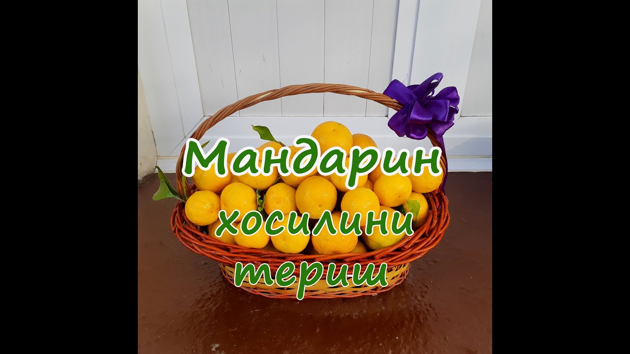 Туркиядан келган( Уншиу сорт) Мандарин хосилини териш  жараёни.