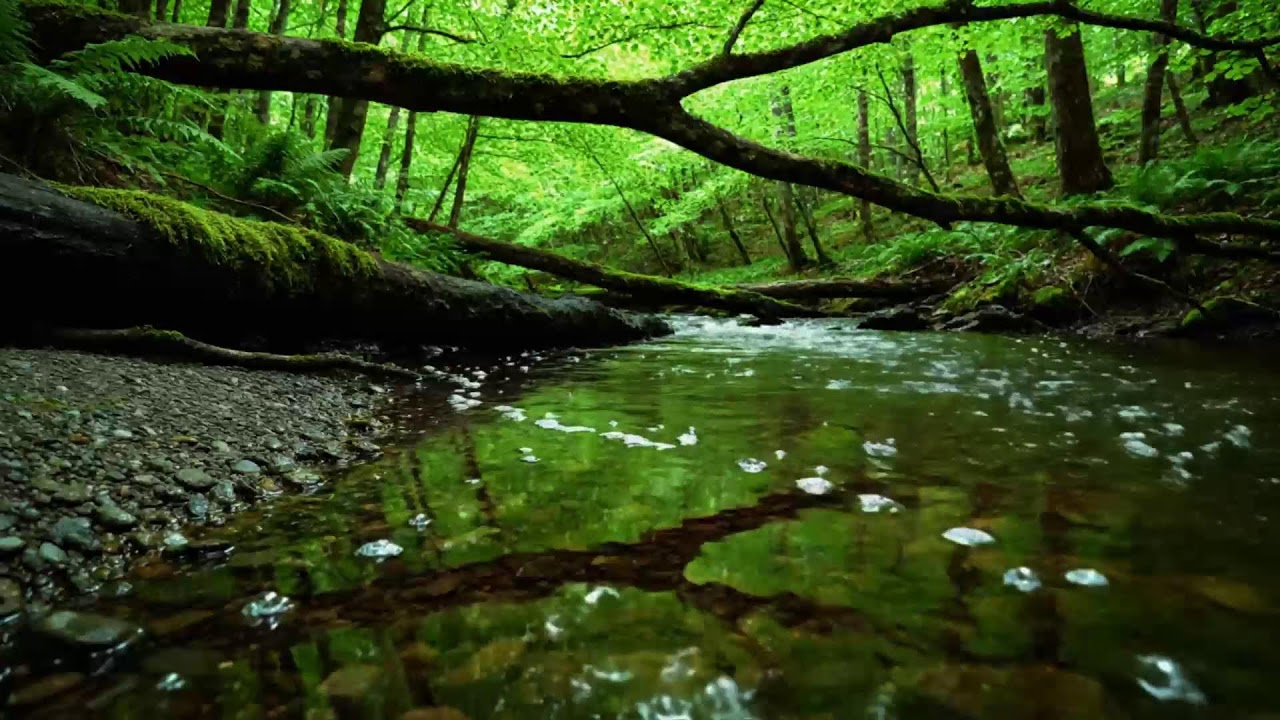 Forest Stream Sounds, Gentle Bird Song, Relaxing Nature Sounds