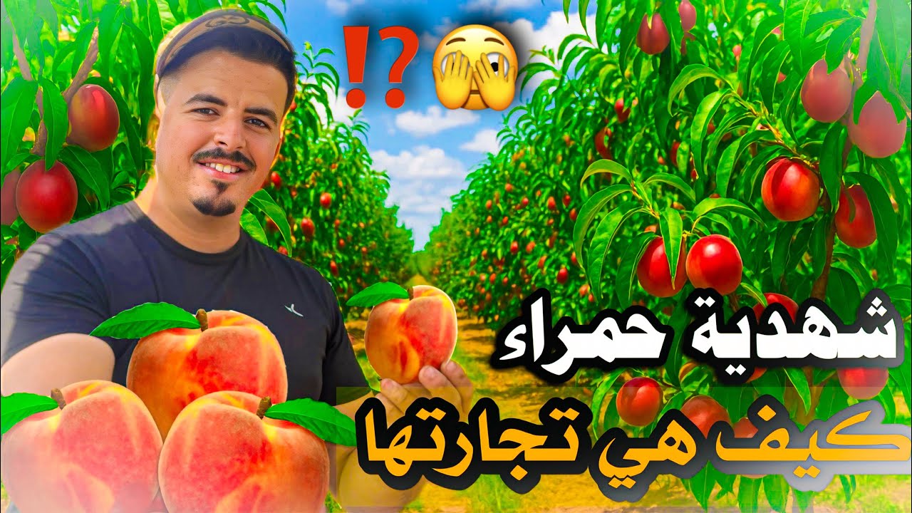 	جربت الشهدية💰لأول مرة النتيجة كانت مذهلة⁉️🤯