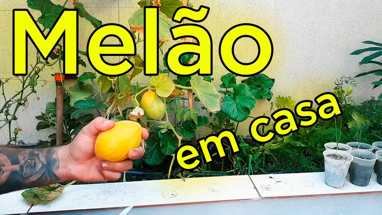 Como Plantar Melão