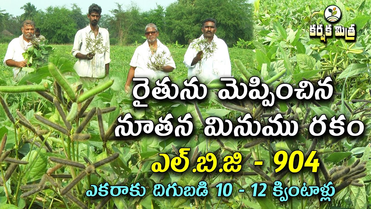 నూతన మినుము రకం ఎల్.బి.జి - 904 || గ్యారంటీ పంట, నమ్మకమైన దిగుబడి || Karshaka Mitra