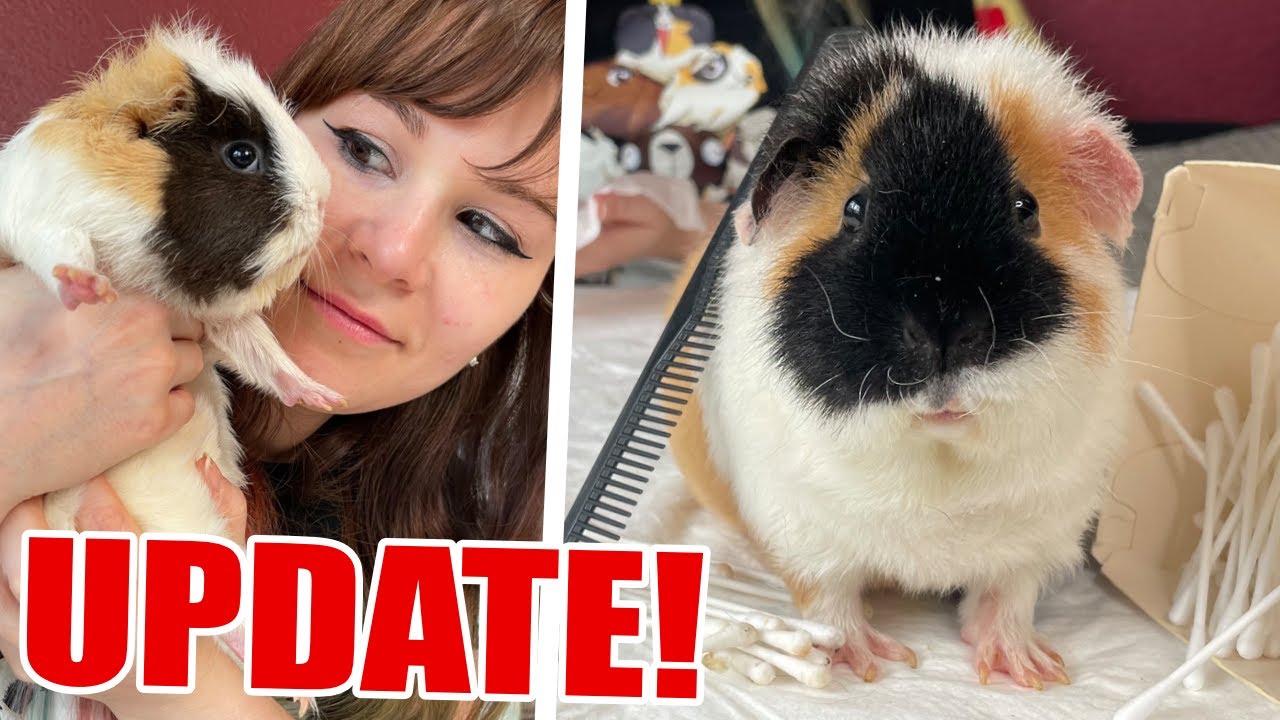 Wie geht es den Meerschweinchen und wie viel WIEGEN sie? - Meerie UPDATE