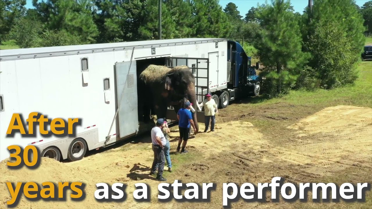 Bo Arrives at Elephant Refuge North America
