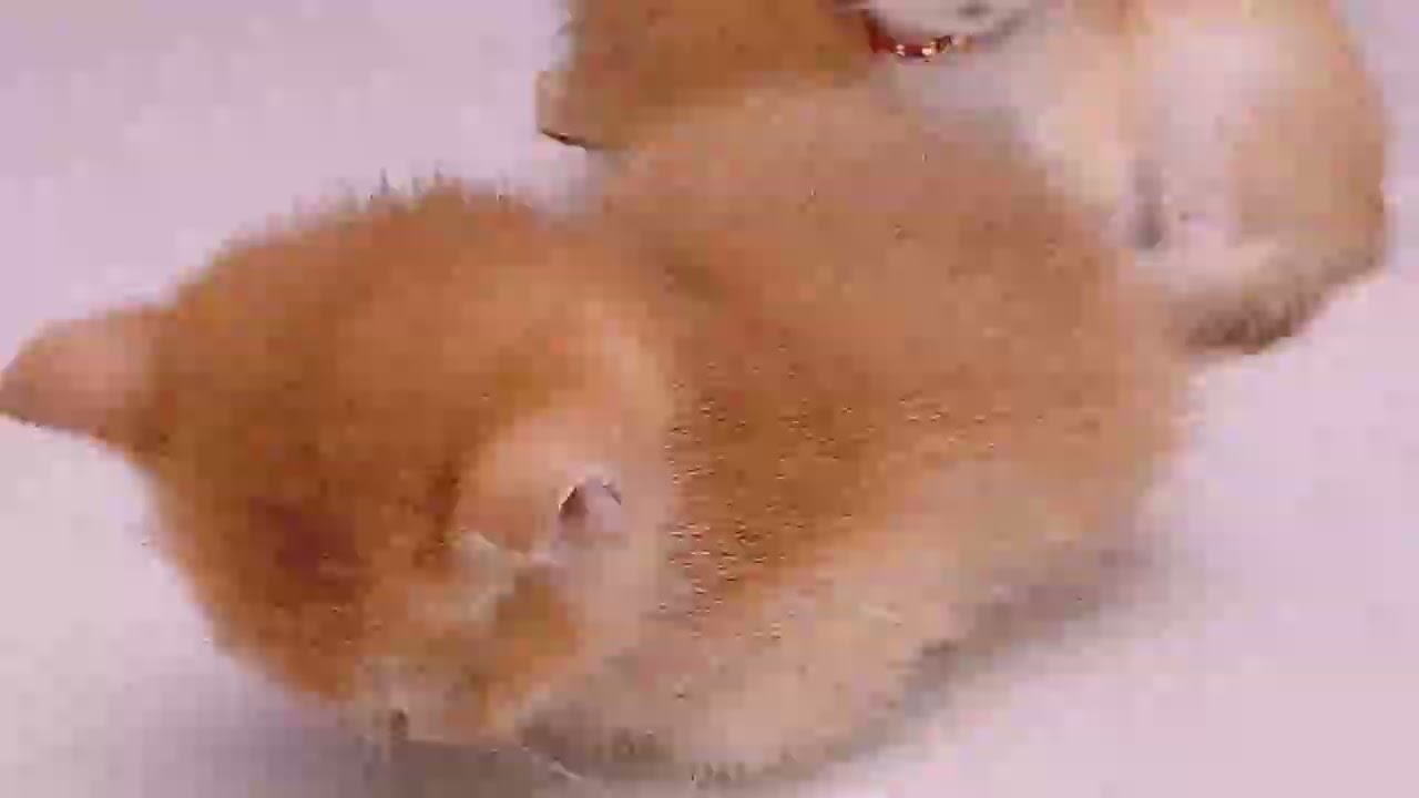 Adorable kittens that melt your heart and make you laugh ♥