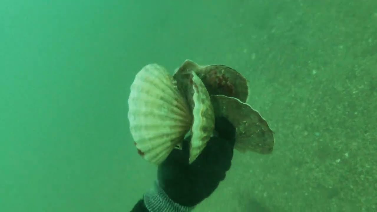 Chasse sous marine coquilles saint Jacque (Saint quay Portrieux- Cote d'Armor- Bretagne )