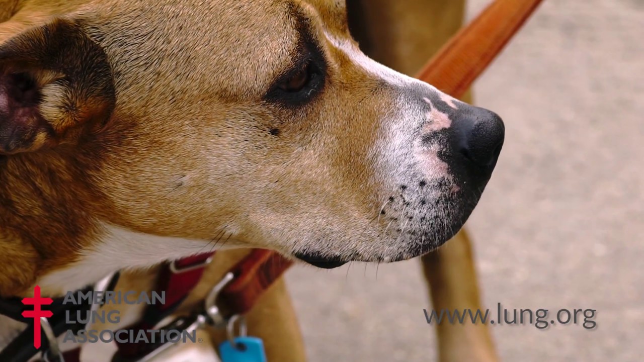 Removing Asthma Triggers in the Home: Reducing Pet Allergen