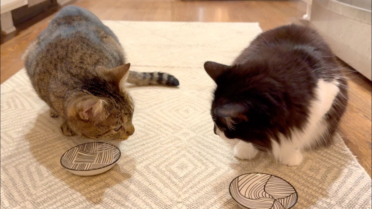 115 Treat Time
