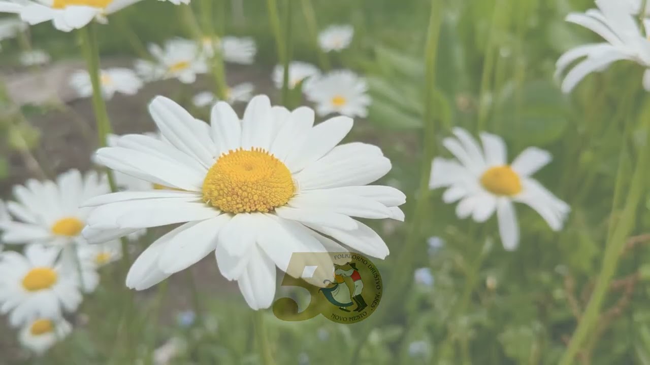 Folklorno društvo Kres - Ljub'ca moja