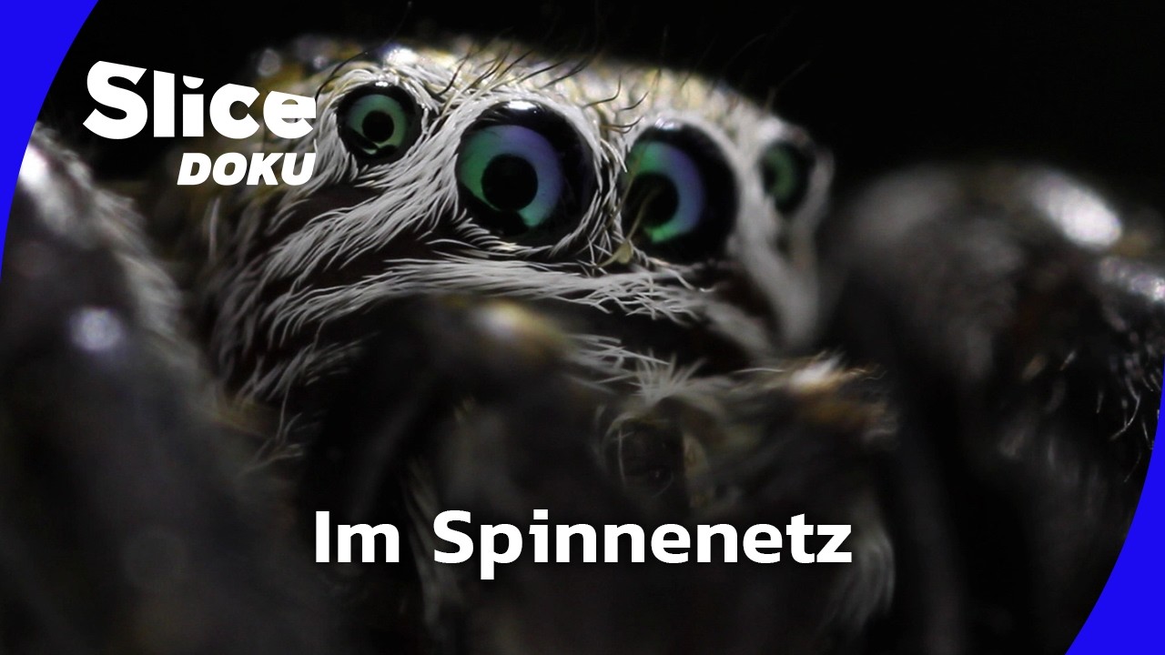 Die geheime Welt der Spinnen | Slice Doku