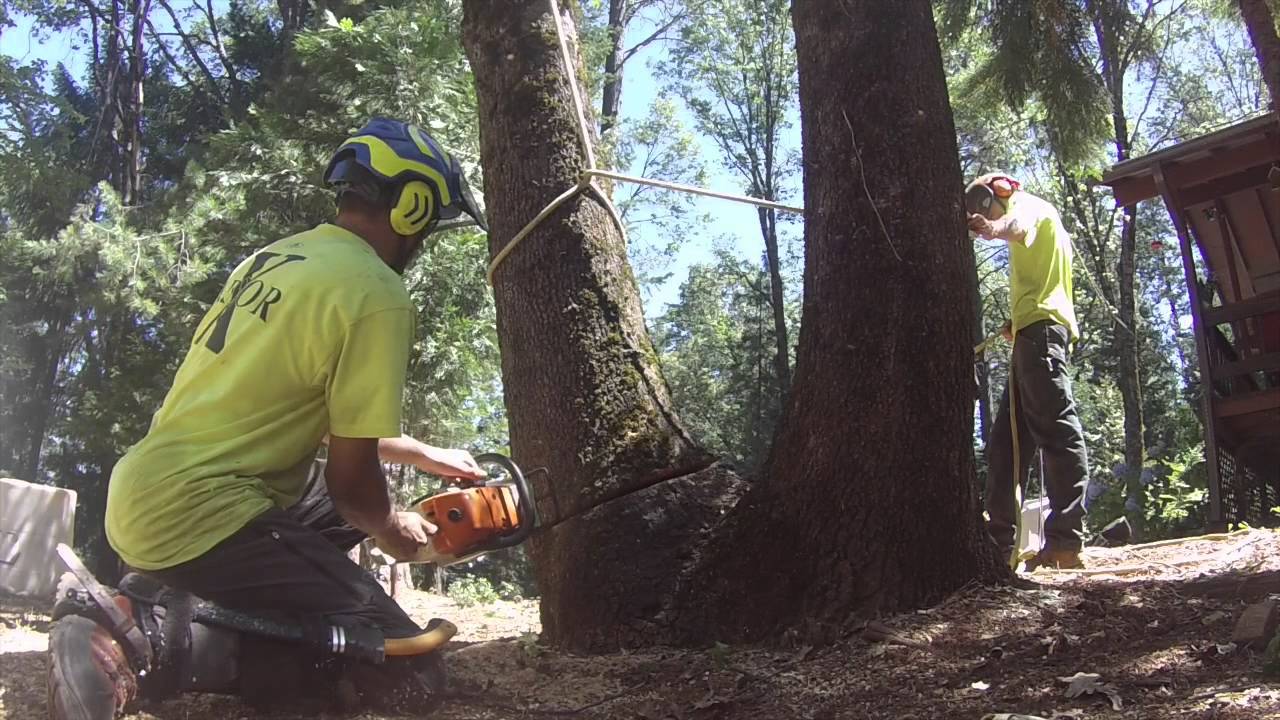 Tree Life