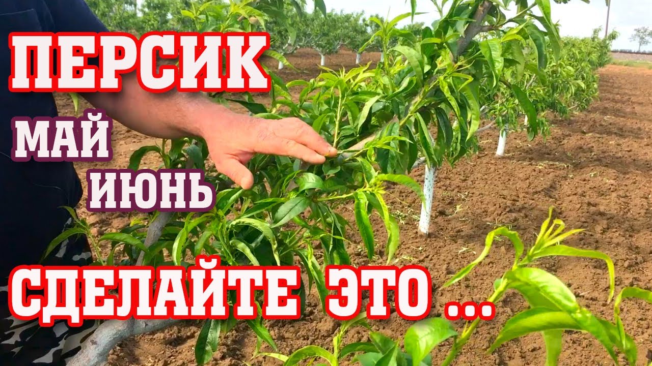 ПЕРСИК/ МАЙ-ИЮНЬ-ЭТО ОБЯЗАТЕЛЬНО!!!