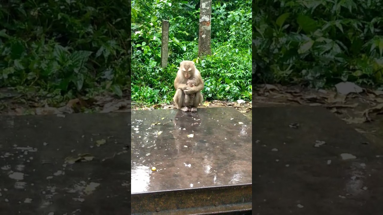 Million pitiful monkeys huge his baby when the rainning 😥 #shorts #monkey #animal #cutebaby