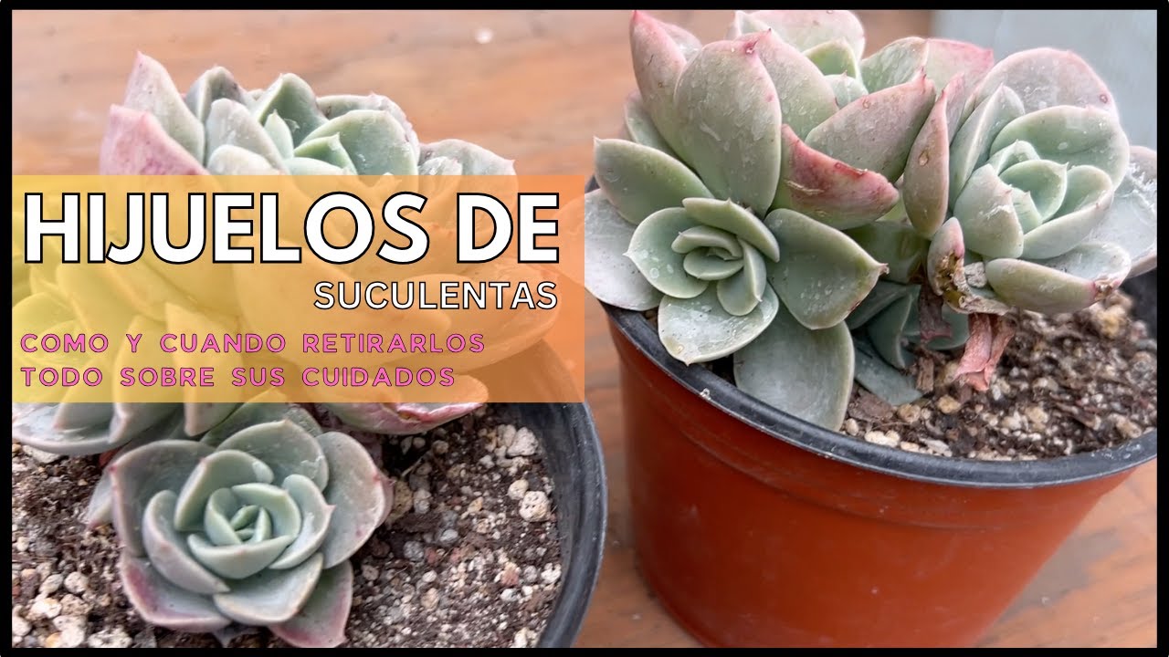 Hijuelos de suculentas y sus cuidados de principio a fin