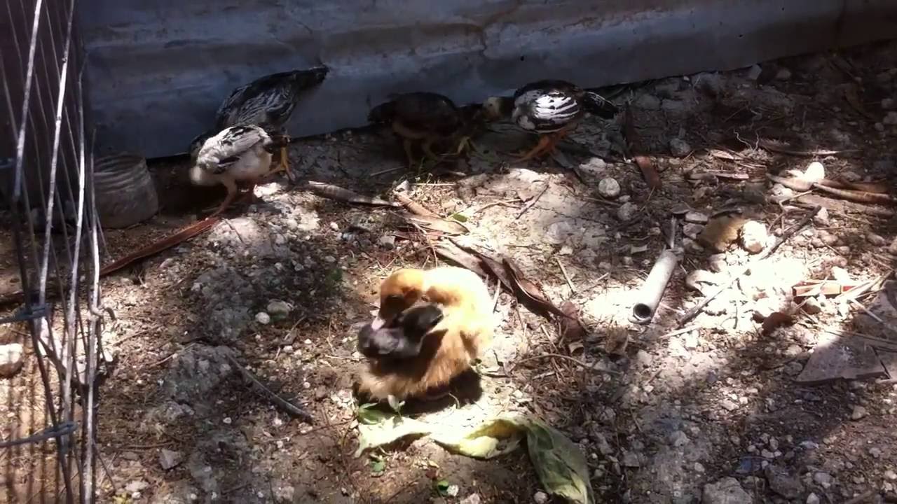 pollo vs pato