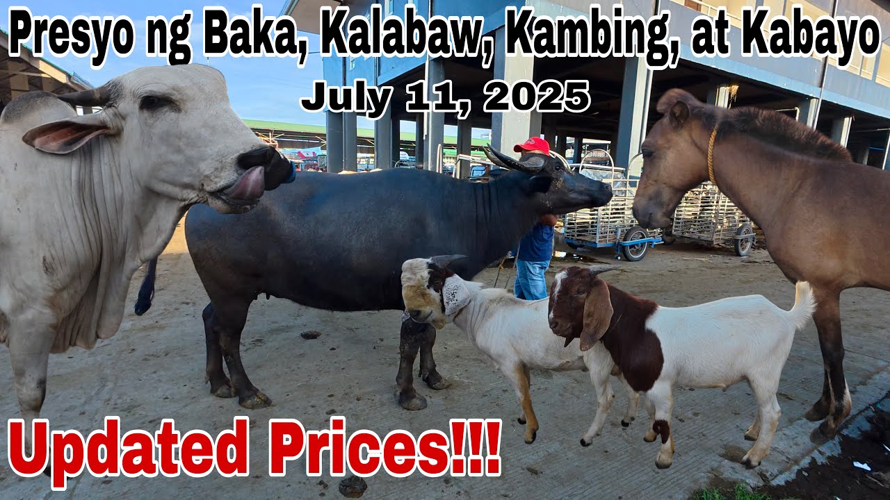 July 11, 2025 Bentahan ng Baka, Kambing at Kalabaw sa Padre Garcia Batangas