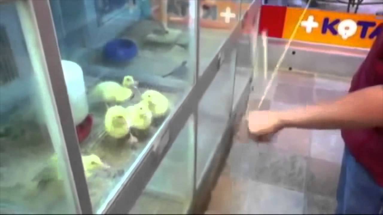 The Ultimate Funny Fail Compilation 2013