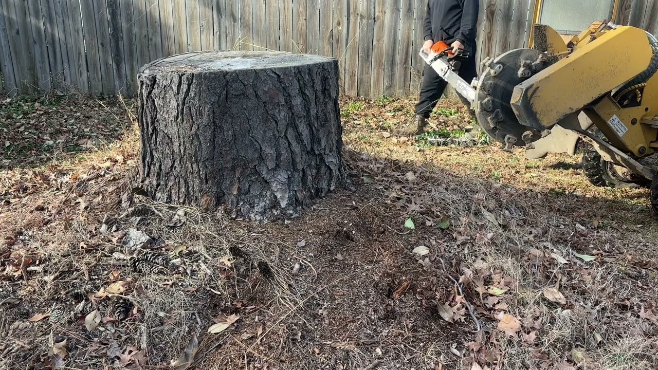Grinding Tree Stump Norfolk VA