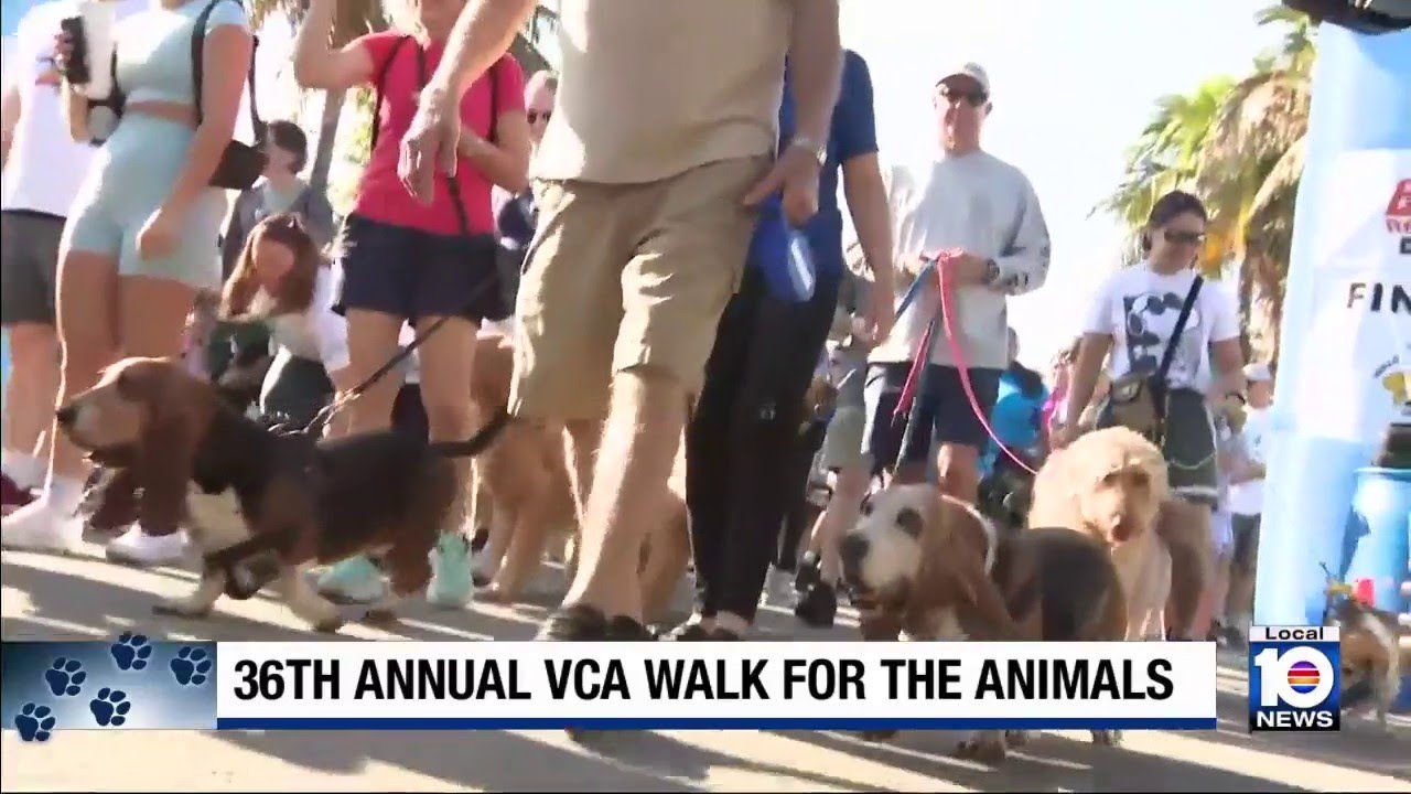 36th annual VCA Walk for the Animals held in Fort Lauderdale. Here's how you can help furry friends