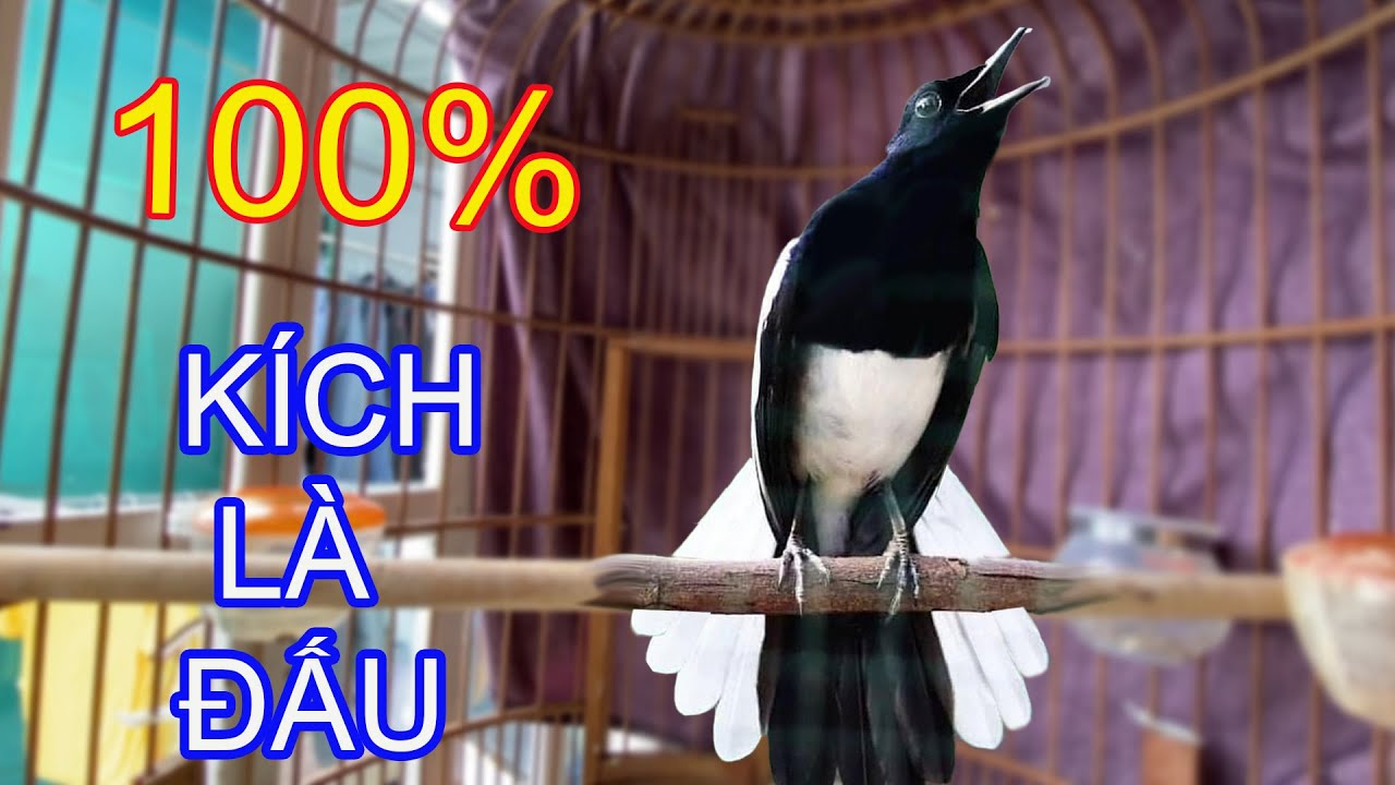 Choè than HÓT ĐẤU THÚC CĂNG || Luyện Choè than HÓT CĂNG LỬA || Kích Chòe Than Hót Đấu.choethan