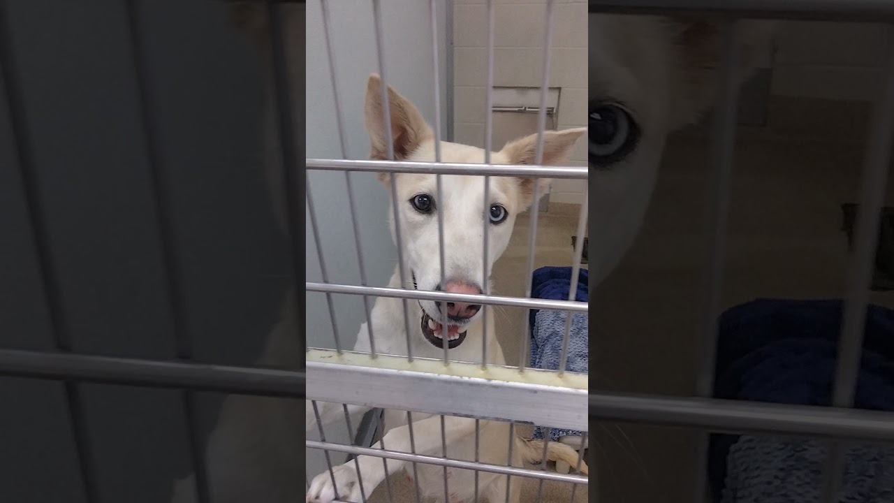 Animal Shelter walkthrough