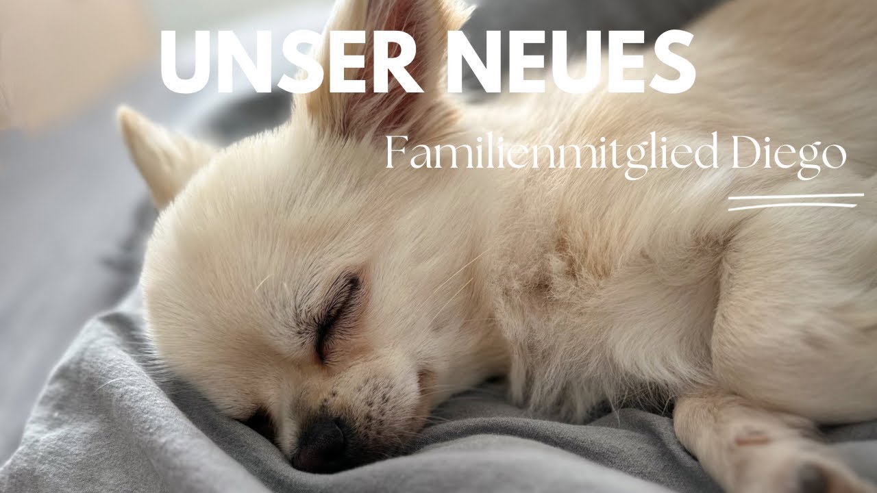 Unser Neues FAMILIENMITGLIED - Chihuahua Rüde Diego 🩷