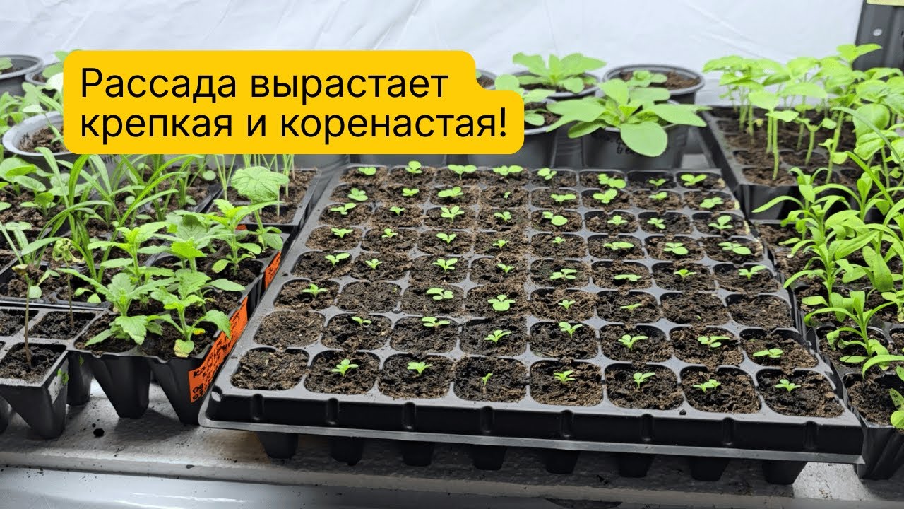 Дешёвые и эффективные лампы для выращивания рассады в комнате!