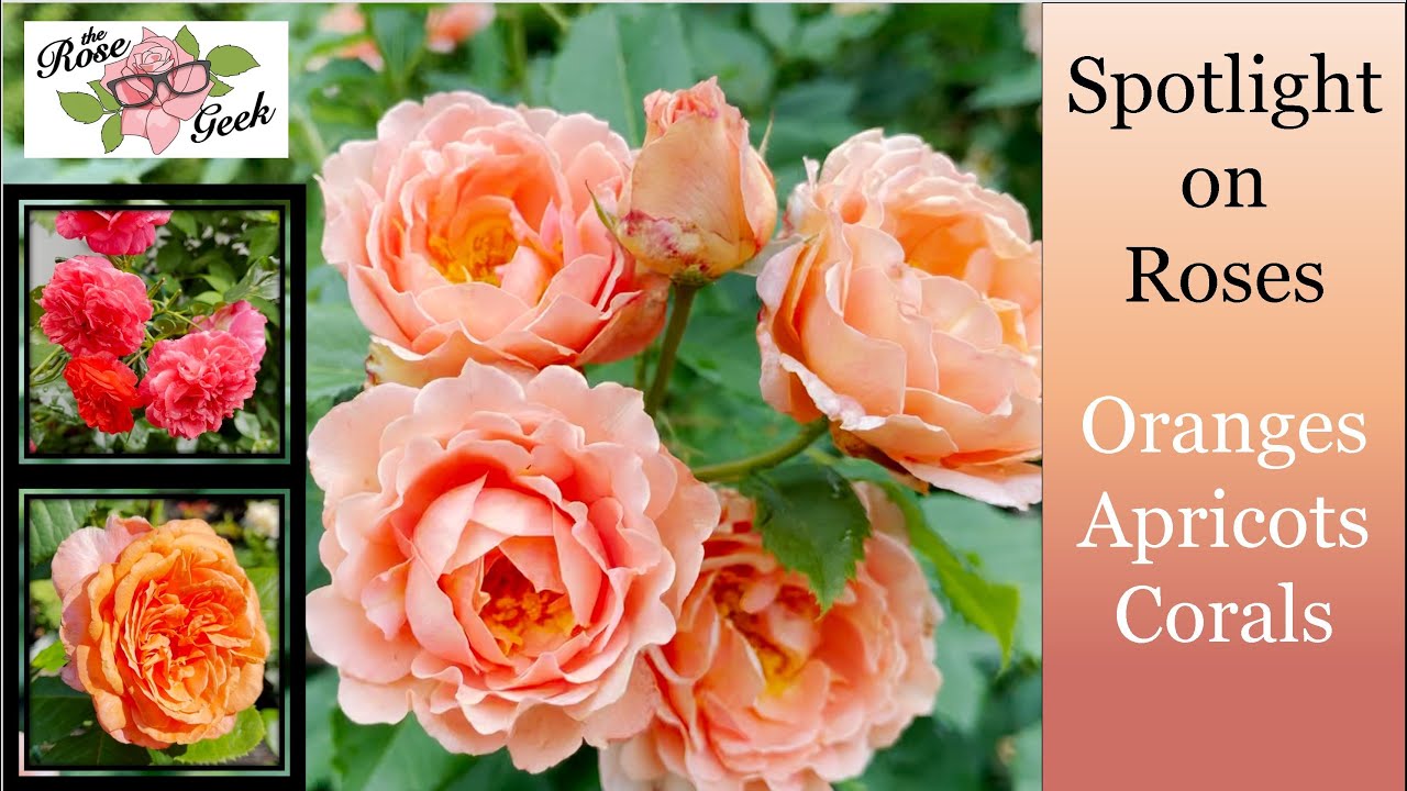 🌹 29 Apricot & Orange Roses from 10 Hybridizers