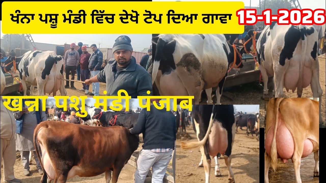 ਖੰਨਾ ਪਸ਼ੂ ਮੰਡੀ ਟੋਪ ਦੇ ਪਸ਼ੂ ਤਾਜ਼ੇ ਰੇਟ #cow #cowrates #pashumandi #dairyfarming 