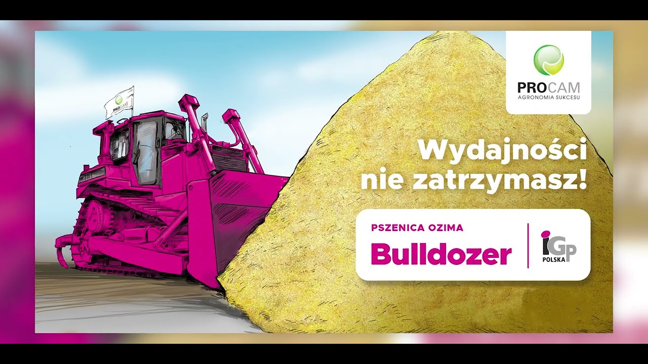 Mistrzowska pszenica ozima Bulldozer od IGP Polska dostępna w PROCAM #nasionaprocam