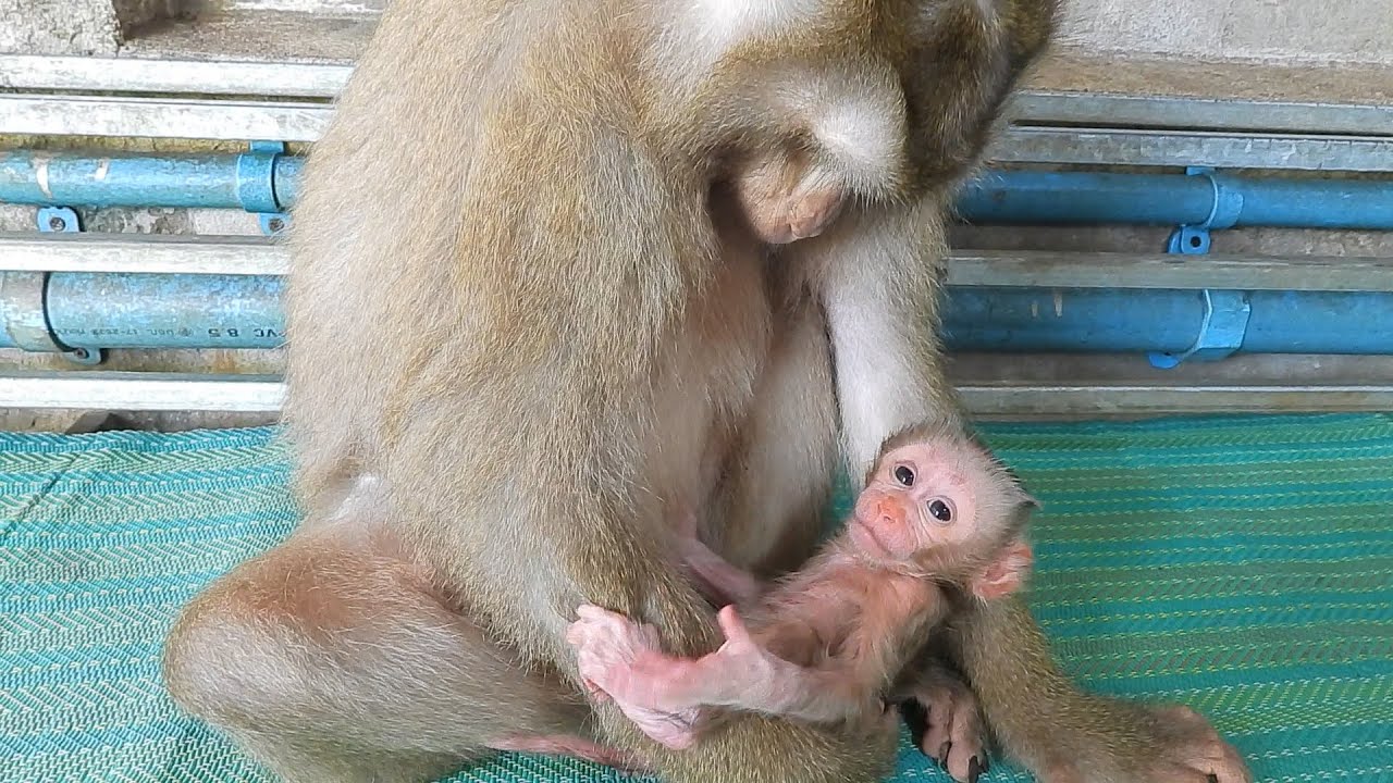 Cute Newborn Baby Wake Up Looking His Mom