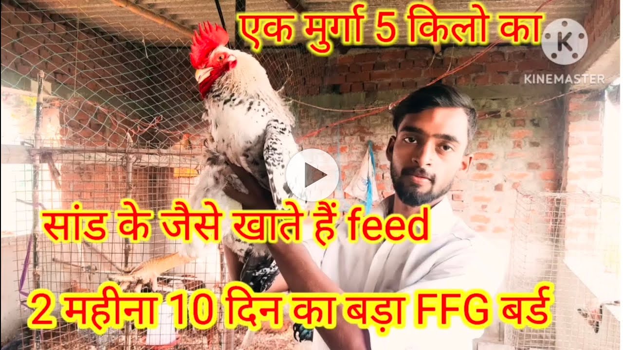 70 दिन में Kuroiler FFG का वजन देखिये |ffg chicken farming | कितना feed खाकर कितना weight आया