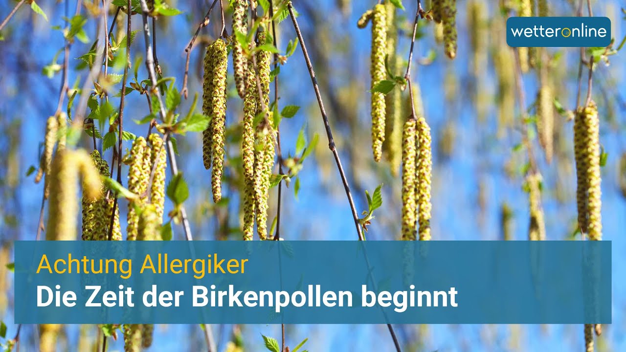 Achtung Allergiker: Die Zeit der Birkenpollen beginnt