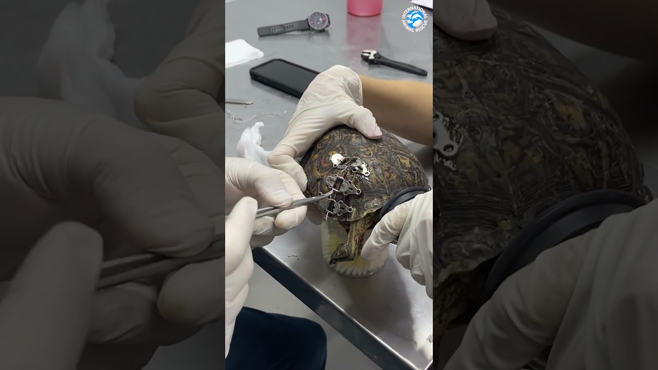 Amazing Repair of a Tortoise Shell!