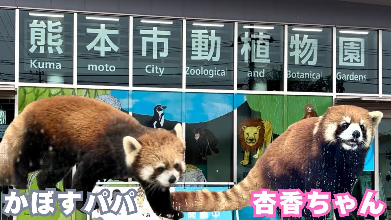 日本全国レッサーパンダ紀行　熊本市動植物園編