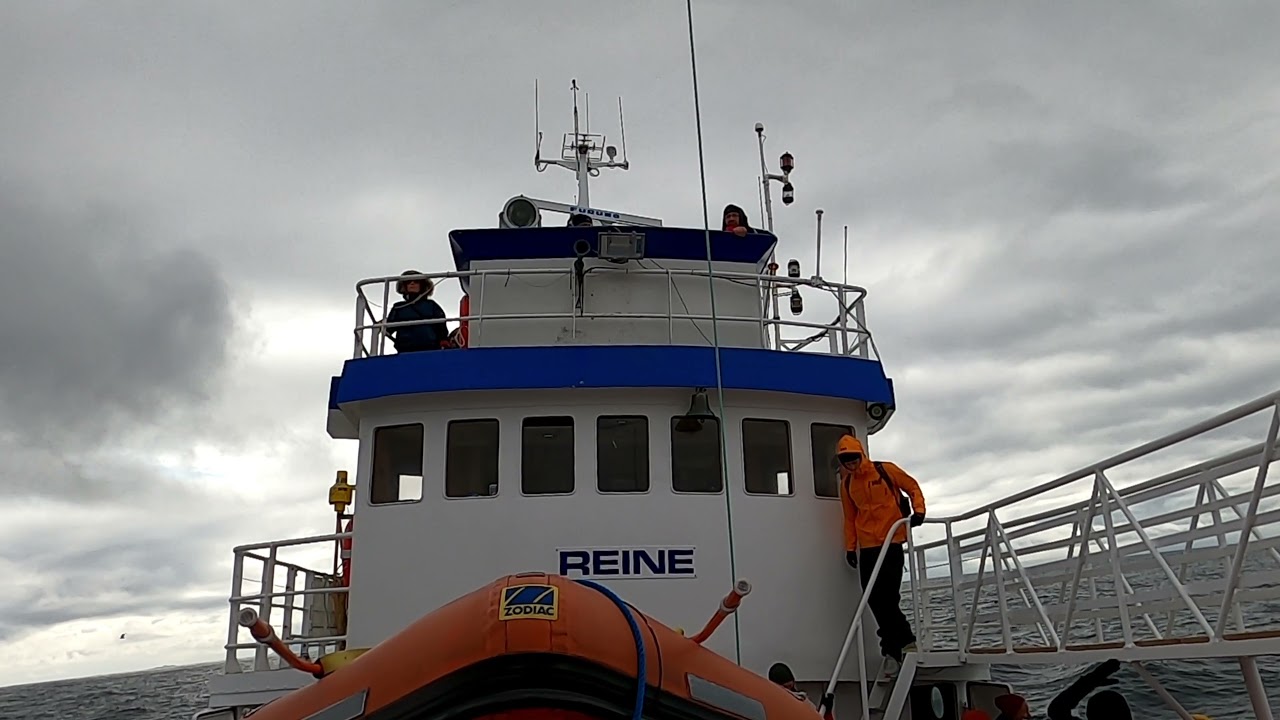 NORWEGEN 21 Teil 6  Vesteralen: Nyksund & Walsafari in Andenes