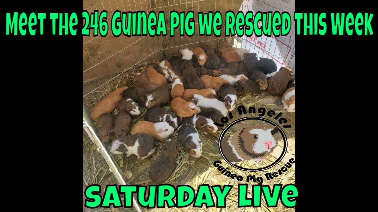 We Rescued 246 Guinea Pigs from a Hoarder -Come and meet the ladies and their babies!!