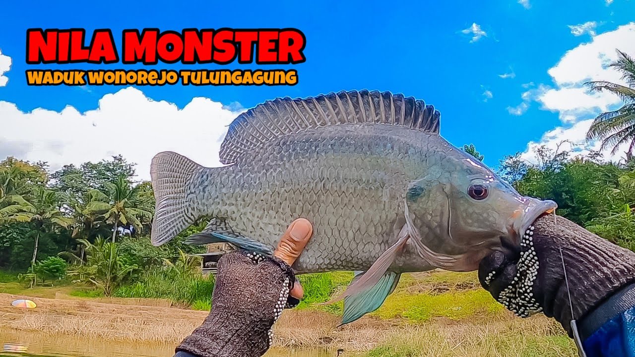 EDAAN‼️ PERDANA MANCING DISINI LANGSUNG DIHAJAR NILA MONSTER || mancing ikan nila di waduk wonorejo