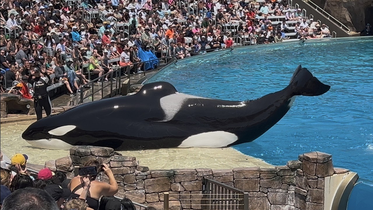 “New” Orca Encounter (Full Show) 4K at SeaWorld San Diego August 7, 2025