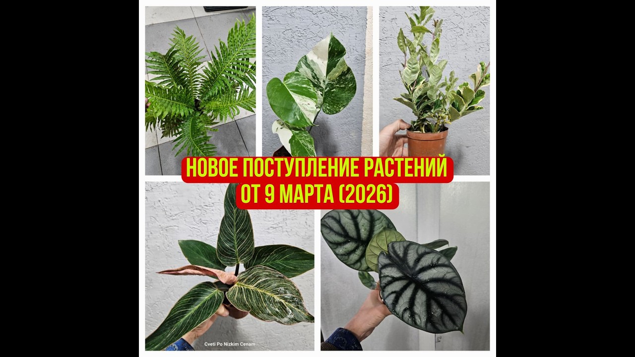 Новое поступление растений от 9 марта (2026)