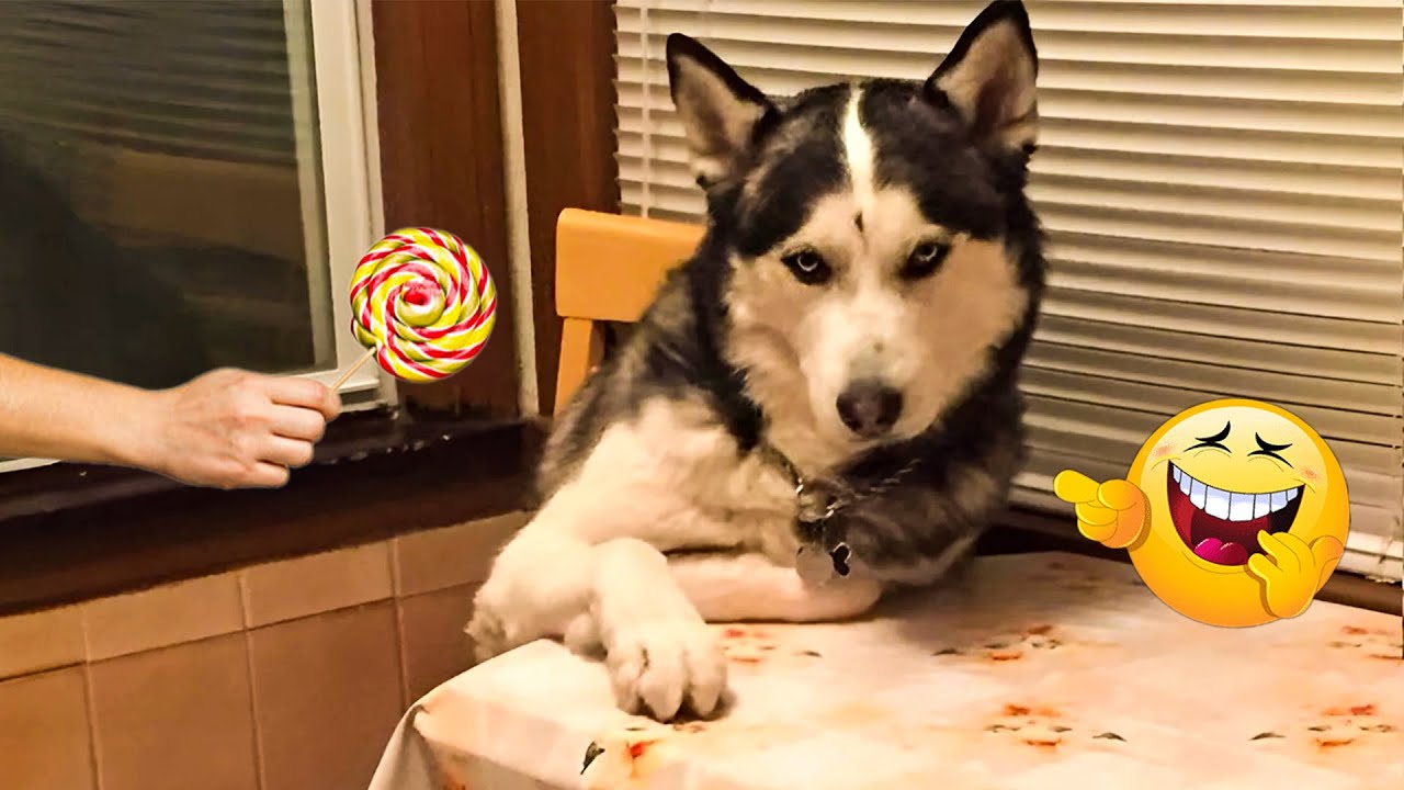 When God Sends You Funny Dogs 😹🐶 Smarty Funny Animals Video Compilation