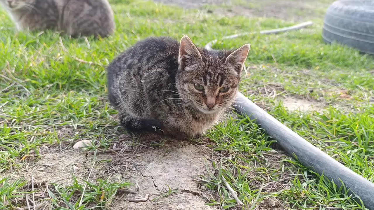 New the best cat videos that are interesting and much loved, kittens videos😻