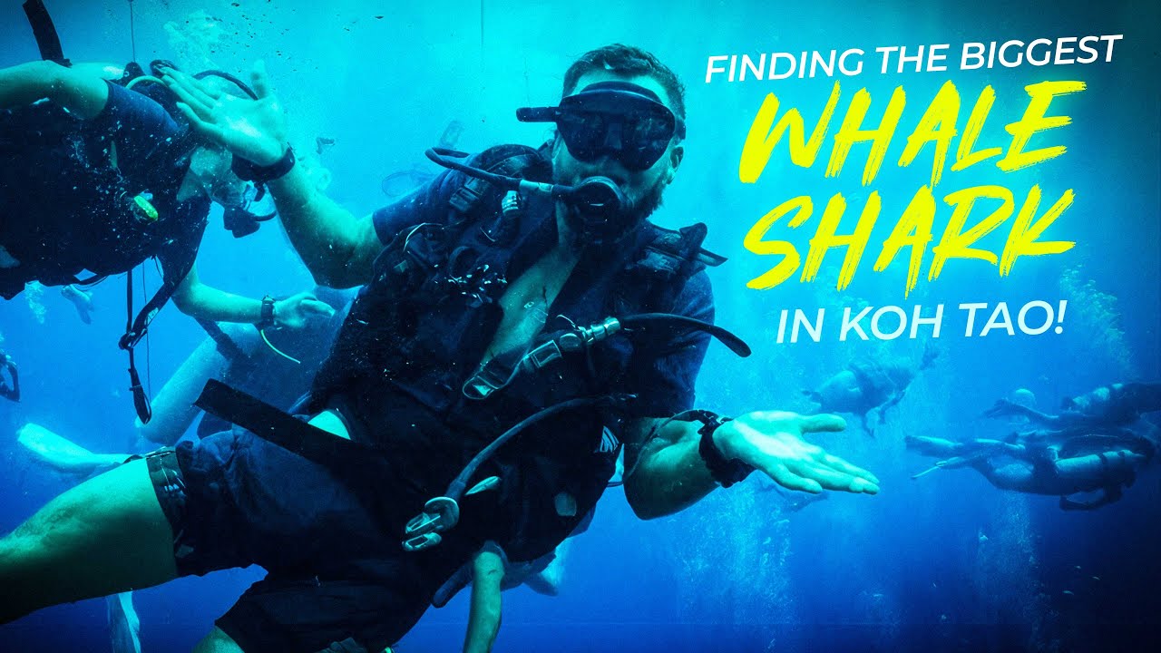 Koh Tao Whale Shark Encounter - La Bombona Scuba Diving Course VLOG