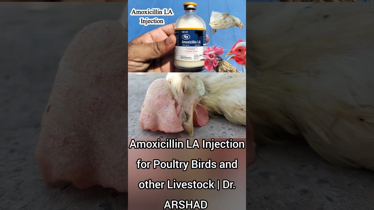Amoxicillin Injection for Poultry Birds and other Livestock | Dr. ARSHAD VetClinic
