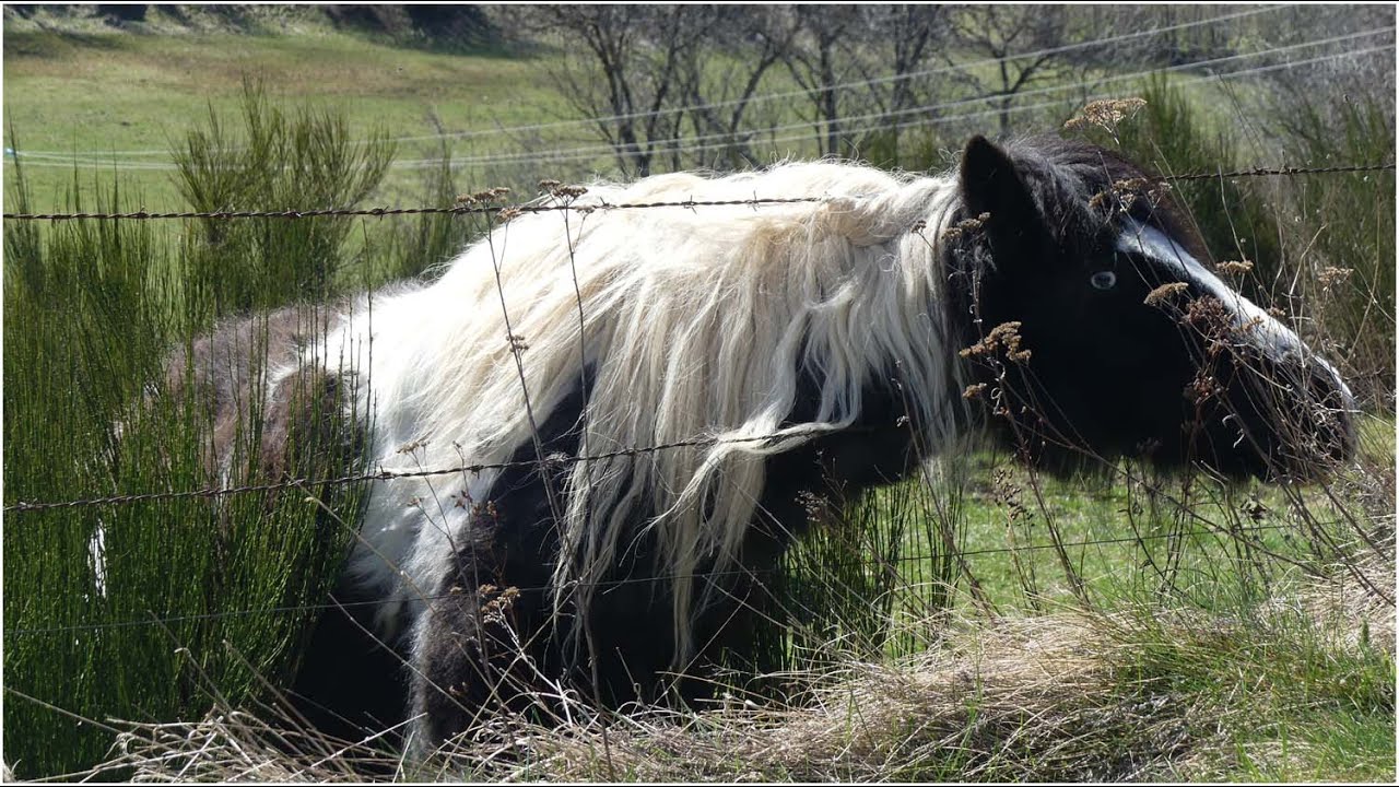 Cantal, balade dans la Pinatelle, les renards, les biches, les ânes et le cheval aux yeux bleus