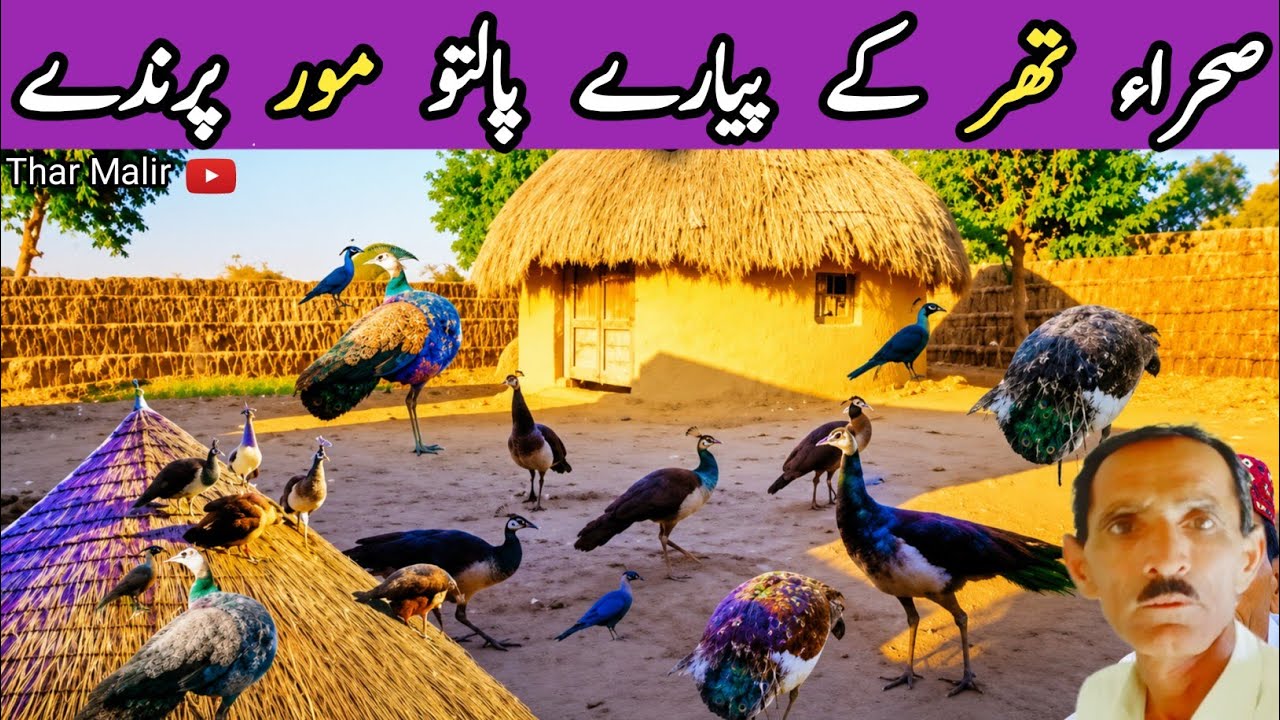 Lovely Pet Peacocks Of Thar Desert | Beautiful Village Life in Tharparkar | TharMalir 