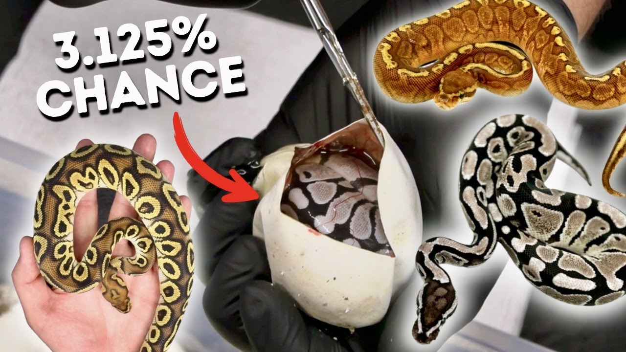 CUTTING OPEN BALL PYTHON EGGS!!